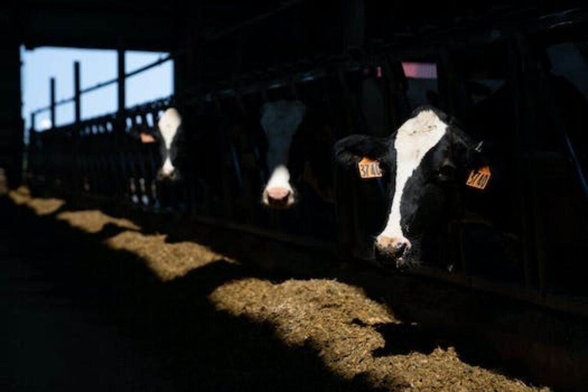 Minnesota dairy farms lose buyer after milk from Hastings Creamery ...